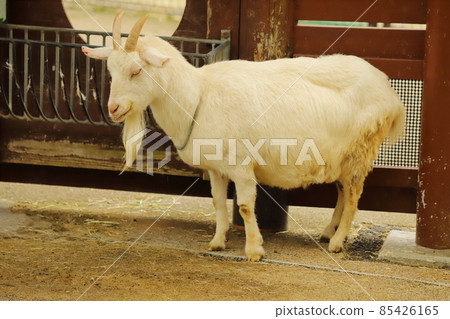 一隻羊 85426165