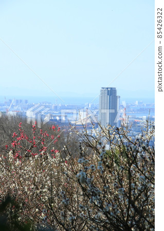 Landscape of plum blossoms and Kobe in Hokura Umebayashi (Higashinada Ward, Kobe City) 85426322