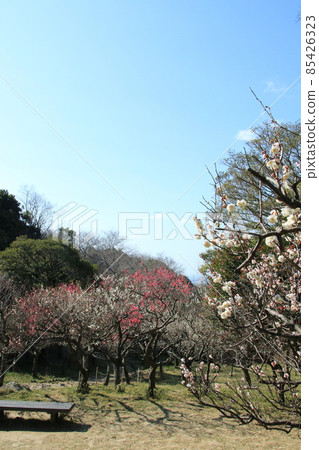 Red and white plums from Hokura Umebayashi (Higashinada Ward, Kobe City, Hyogo Prefecture) 85426323