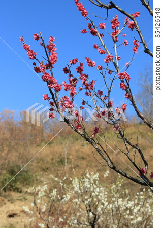 Red and white plums from Hokura Umebayashi (Higashinada Ward, Kobe City, Hyogo Prefecture) 85426548