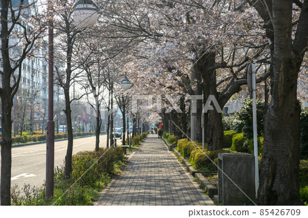 Tokyo Spring National City Kita Odori 85426709