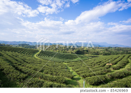 green tea plantation in Chiang Rai-Thailand green tea plantation in Chiang Rai-Thailand 85426969