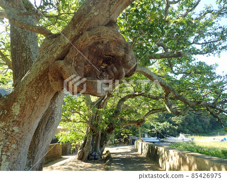 A row of deigo trees on Kakeromajima 85426975