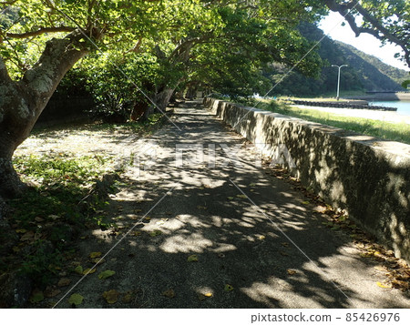 A row of deigo trees on Kakeromajima 85426976