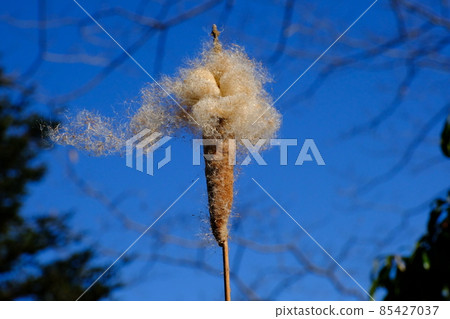 Gama Gama Tokyo Machida Yakushiike Park Gama Gama Tokyo Machida Yakushiike Park 85427037