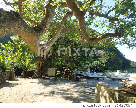 A row of deigo trees on Kakeromajima A row of deigo trees on Kakeromajima 85427094