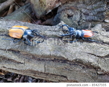 Gohonduno Kabuto VS Parifu Tamata Kuwagata Gohonduno Kabuto VS Parifu Tamata Kuwagata 85427335
