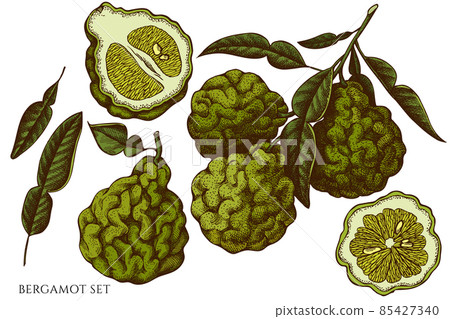 Citrus hand drawn vector illustrations collection. Colored bergamot. 85427340
