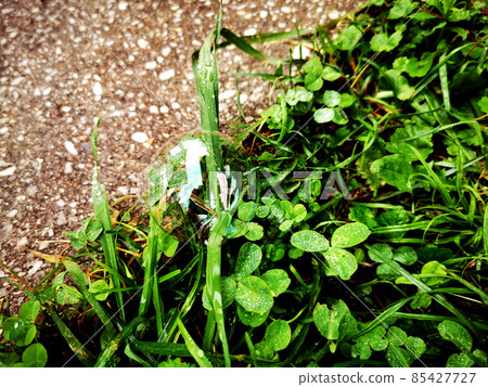 soap bubble with white glare lies on green grass soap bubble with white glare lies on green grass 85427727