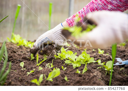 close up of hands of gardener working in greenhouse, care about young sprouts 85427768