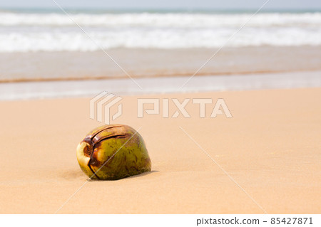Big coconut by the ocean 85427871