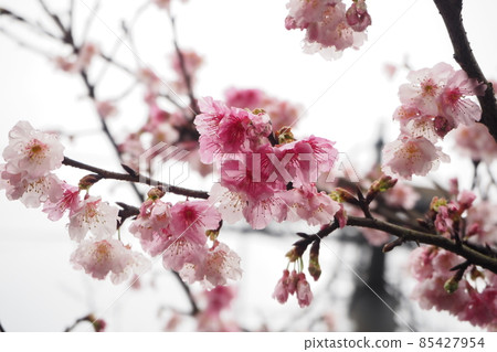 Kanzakura Scarlet Sakura，台灣陽明山 85427954