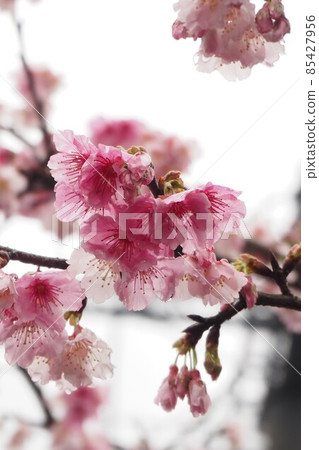 Kanzakura Scarlet Sakura, Taiwan Yangmingshan 85427956