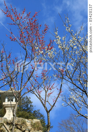 小倉神社(神戶東灘區)的紅白梅花 小倉神社(神戶東灘區)的紅白梅花 85428137