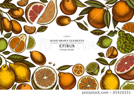 Citrus hand drawn illustration design. Background with retro kumquat, lemon, tangelo, grapefruit Citrus hand drawn illustration design. Background with retro kumquat, lemon, tangelo, grapefruit 85428331