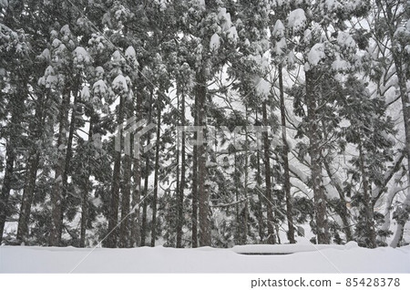 [兵庫縣誌曾市]大雪之森 85428378