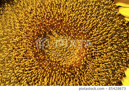 sunflowers during flowering in sunny weather 85428673