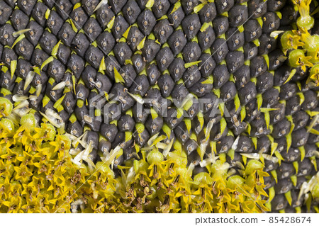 sunflowers blooming in the summer 85428674