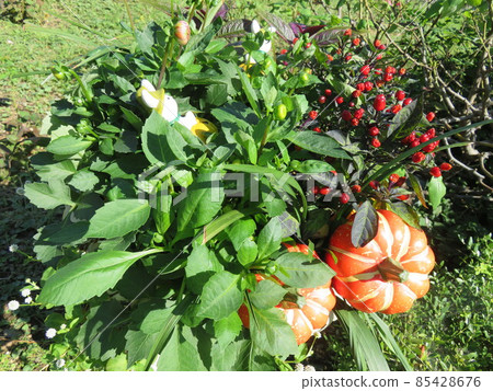 萬聖節形象組種植 85428676