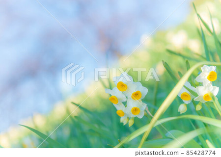 初春盛開的水仙與藍天 85428774