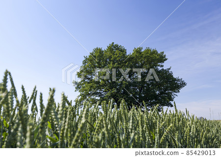 farming for growing wheat and harvesting grain 85429013