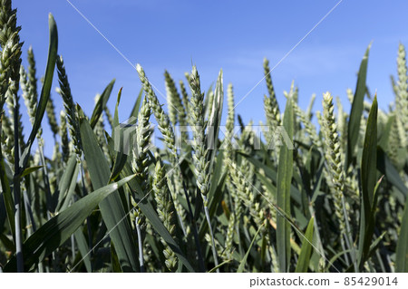 farming for growing wheat and harvesting grain 85429014