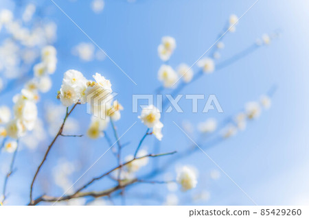 Blue sky and white plum early spring image 85429260