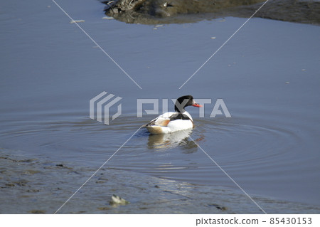 Arao City Oshima Fishing Port Common Shelduck, Arao City Oshima Fishing Port Common Shelduck, 85430153