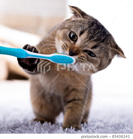 Beautiful kitten and a toothbrush. Cat brushing teeth Beautiful kitten and a toothbrush. Cat brushing teeth 85430241