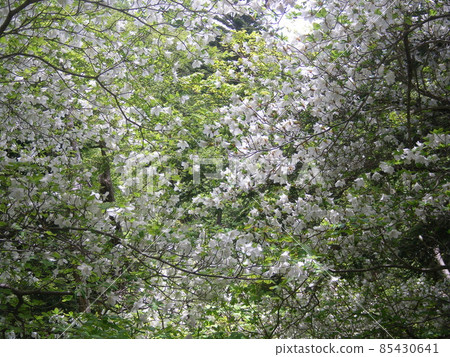 盛開的“白屋潮”（櫪木縣日光市） 85430641