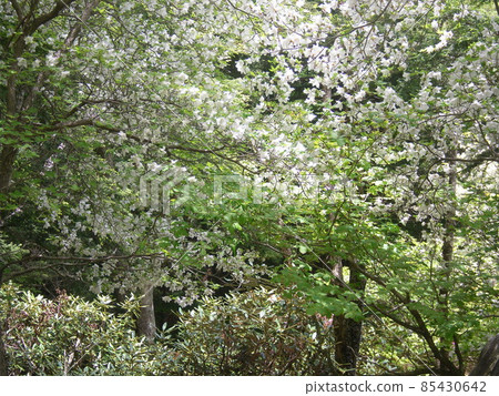 Blooming "Shiroyashio" (Nikko City, Tochigi Prefecture) Blooming "Shiroyashio" (Nikko City, Tochigi Prefecture) 85430642