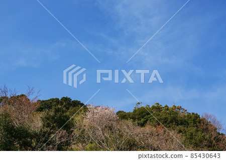 Blue sky and cherry blossoms ・ Refreshing spring scenery 85430643