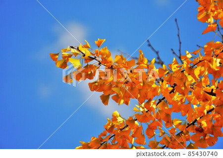 Autumn blue sky and ginkgo tree 85430740