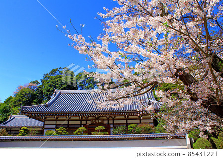 [Kanagawa] Spring Kamakura, Shoreiin Temple at Engakuji Temple and cherry blossoms in full bloom 85431221