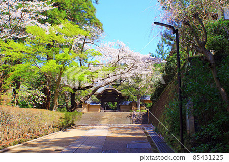 [神奈川] 春天鎌倉圓樂寺的北條前唐門和盛開的櫻花 85431225