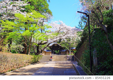 [神奈川] 春天鎌倉圓樂寺的北條前唐門和盛開的櫻花 85431226