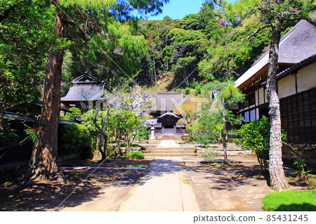 [Kanagawa] Spring Kamakura Engakuji Shariden 85431245