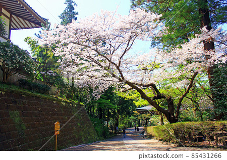 [神奈川] 春天鎌倉圓覺寺院內的櫻花盛開 85431266