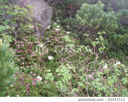Ezonotsugazakura (Ezo no Tsuga Sakura) (Mt. Rausu / Hokkaido) Ezonotsugazakura (Ezo no Tsuga Sakura) (Mt. Rausu / Hokkaido) 85431511