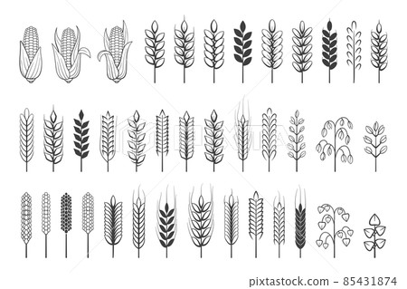 Wheat logo. Grain spikes and barley cereal simple icons, agriculture harvest heraldic emblem. Vector set illustration banner branches cereals 85431874