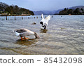 The shore of a lake with geese 85432098