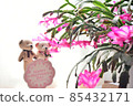 Red flower and stuffed bear 85432171