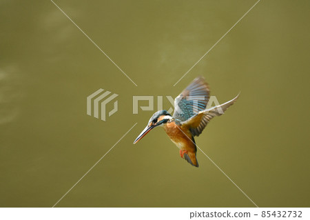 翠鳥徘徊 85432732