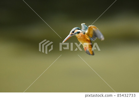 翠鳥徘徊 翠鳥徘徊 85432733