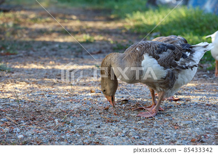 Close up body brown goose is walking in farm Close up body brown goose is walking in farm 85433342