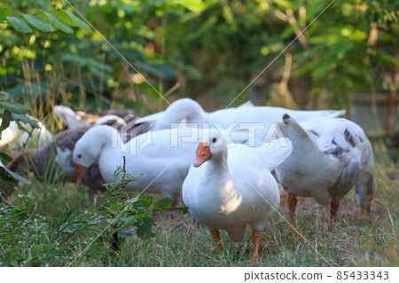 Group white goose is walking in garden 85433343
