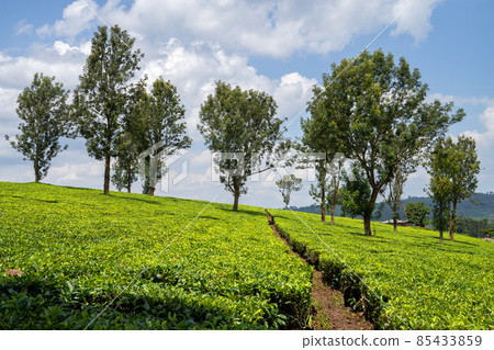 Tea fields, Uganda Tea fields, Uganda 85433859