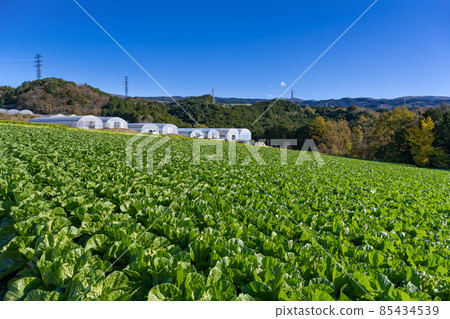 靜岡縣三島市箱根西麓的大白菜田 85434539