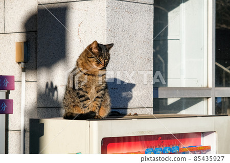 Fujisawa City, Kanagawa Prefecture Enoshima, a stray cat relaxing on a vending machine 85435927