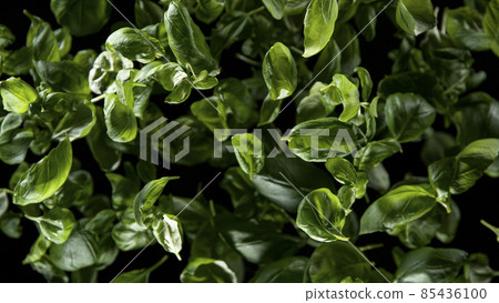 Freeze Motion Shot of Flying Fresh Basil leaves. 85436100